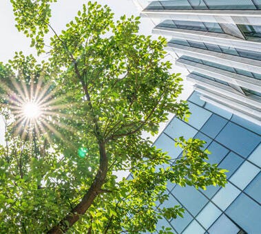 a tree with a building in the background