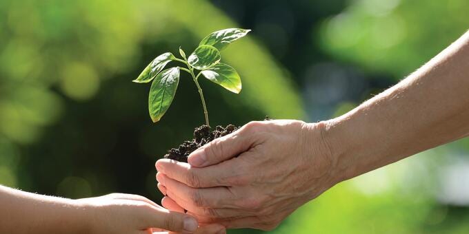hands holding a small plant