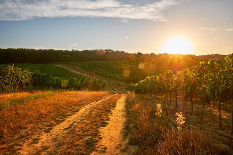 a dirt road through a field of trees